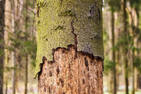 identify tree bark diseases  bug infestations   trees