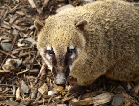 coatis wild animals news facts