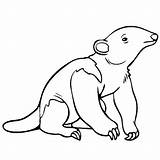 Coloring Anteater Baby Pages Animals Jungle Drawing Designlooter Thecolor Getdrawings 560px 4kb sketch template