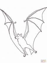 Bat Coloring Fruit Flying Fox Pages Drawing Megabat Clipart Bats Printable Foxes Color Sketch Upside Hanging Down Supercoloring Animals Sheets sketch template