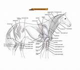 Pferdes Pferd Muskulatur Tierakupunktur Tafeln Stellen sketch template