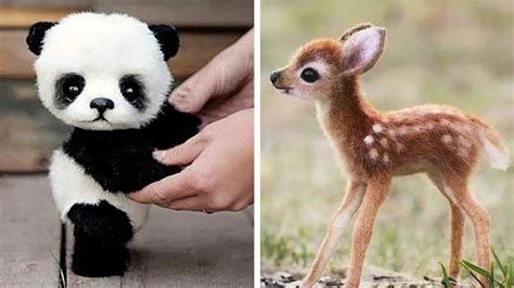 cutest baby animals   time youtube