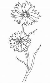 Cornflowers Cornflower Calendula Kornblume Ideensammlung Zeichnung Blumen Ausmalen Yandex sketch template