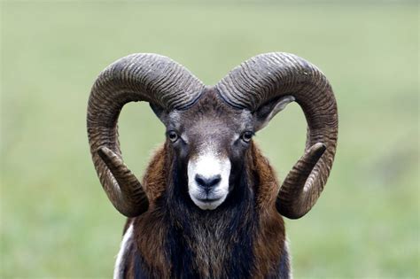 hand sheep horn  ireland   sheep horns