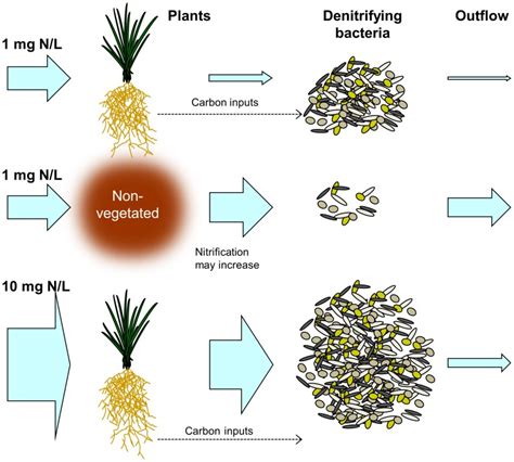 removal  assimilation  denitrification