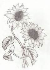 Sunflower Drawing Step Pencil Sketch Paintingvalley Drawings sketch template