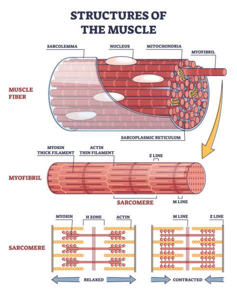 skeletal muscle fiber structure