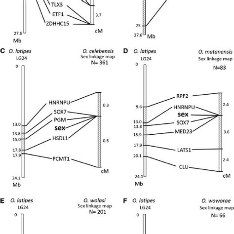 pdf turnover of sex chromosomes in celebensis group