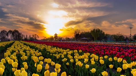 kashmir   set  celebrate   day tulip festival   march