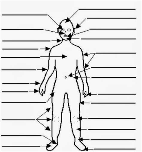 human anatomy diagram templates yahoo image search results body art