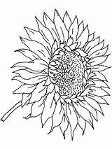 Sunflower Coloring Pages Adults Dementia Printable Simple Adult Skull Book Flower Template Getdrawings Choose Board sketch template