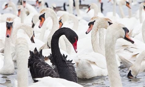 black swan stands out after gatecrashing group of 600 white ones at ancient swannery daily