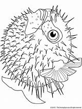 Coloring Blowfish Dorade Pages Life Marine Drawings Designlooter Fish Bible Lightupyourbrain sketch template