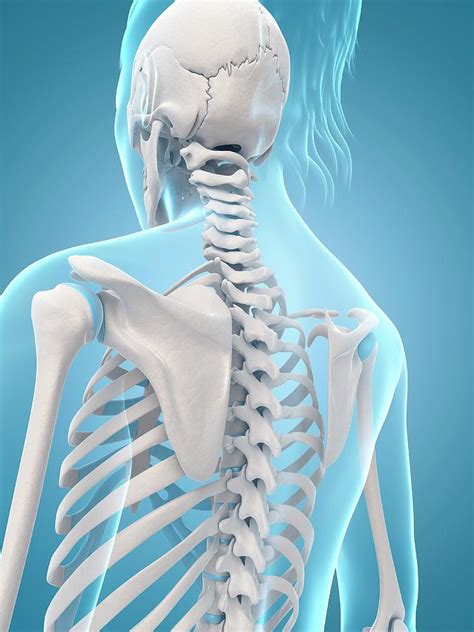 human skeletal structure photograph  sebastian kaulitzki fine art america