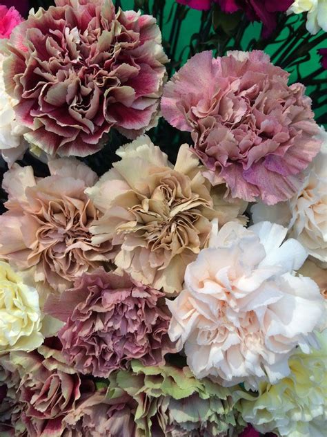 28 Best Antique Carnation Collection Images On Pinterest Carnations