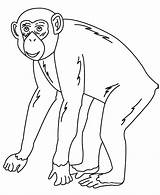 Colouring Chimpanzee Animals Drawing Coloring Animal Pages Drawings Color Print Getcolorings Paintingvalley sketch template