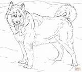 Husky Alaskan Siberian sketch template