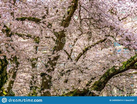 cherry blossoms bursting background  stock photo image  tree