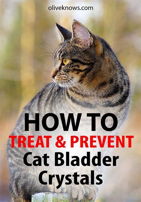 treat  prevent cat bladder crystals cats cat care tips cat health