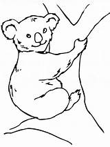 Koala Coloring Pages Bear Kids Printable sketch template