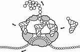 Ribosome sketch template