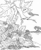 Coloring Pages Bird Chickadee Flower State Massachusetts Mayflower Printable Capped Birds Ma Adult Book Tree Adults Drawing Colour Colorings sketch template
