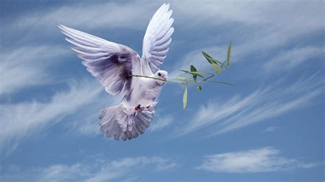 white dove   olive branchsymbol  peace hd wallpapers  laptop widescreen