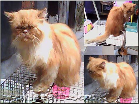 kucing persia peaknose long hair segitu petshop
