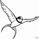 Sparrow Coloring Pages Flying Clipart Voando Ausmalbild Ausmalbilder Passaros Bird Color Zum Desenhos Kostenlos Sperling Birds Gif sketch template