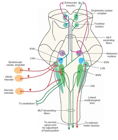 pin  laura       medical anatomy neurology