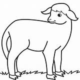 Coloring Sheep Lamb Coloringhome sketch template