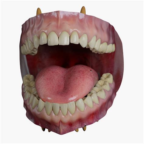 Realistic Human Mouth Teeth Tongue Zbrush Sculpt 3d Model 59 Ztl