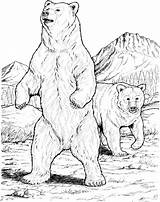 Bear Realistic Coloring Drawing Pages Getdrawings sketch template