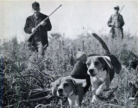 beagle hunting ideas  pinterest beagle puppy pocket