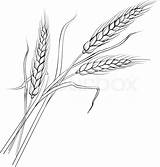 Wheat Ears Vector Illustration Colourbox sketch template