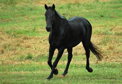 beautiful black horse hd wallpapersimages  top hd animals wallpapers