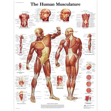 human muscle chart human muscle poster human musculature chart muscular system poster