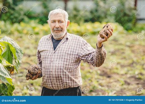 Farmer Elderly Man With Beard Holds Fresh Potatoes In Hands Eco