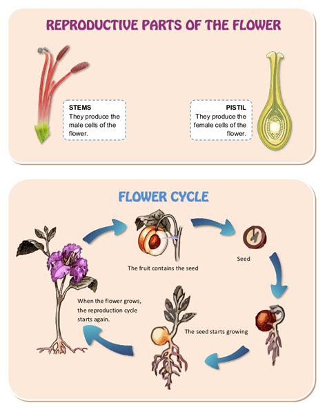 Cell Reproduction In Plant Asexual Reproduction In Plants The Ovary