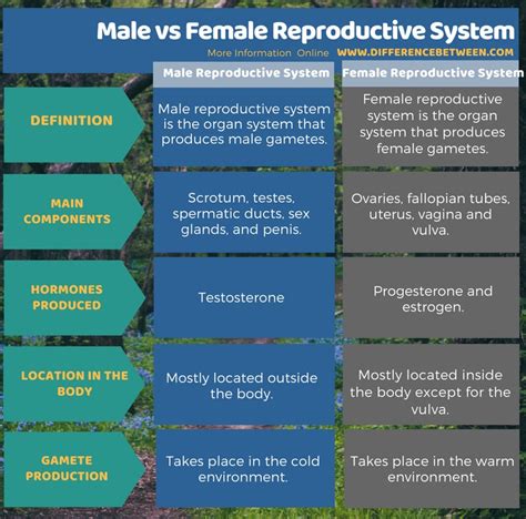 Difference Between Male And Female Reproductive System