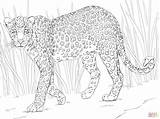 Snow Leopard Coloring Leopards Getdrawings Drawing Animals sketch template