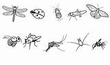 Insectos Colorear Conmishijos Luciernaga Luciernagas Mariposas Aprenden Bugs Jardín Moscas Infantiles Mosquitos sketch template