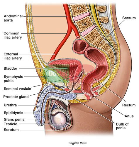 anatomy of the male urogenital reproductive system