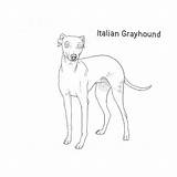 Greyhound Breed Dogbreedslist Whippet sketch template
