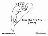 Coloring Aye Lemur Exploringnature sketch template