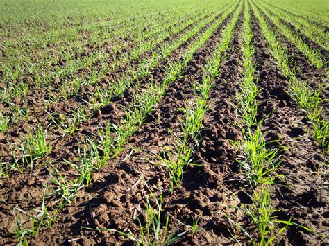 keys  producing high yielding wheat mississippi crop situation