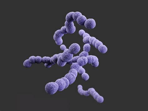 infected placenta pills caused strep infection