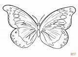 Coloring Butterfly Pages sketch template