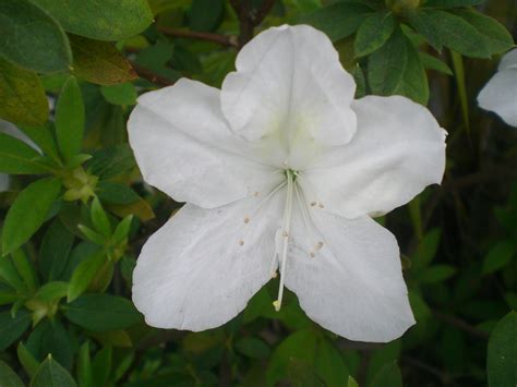 filehk plants shatin shing mun river white flowers jpg wikimedia