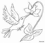 Birds Flowers Bird Flower Coloring Drawing Pages Pencil Rainforest Easy Paradise Drawings Kids Pitara Printable Color Transparent Sketches Beautiful Watercolor sketch template